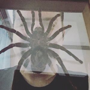 Meet your Posher, Rafael